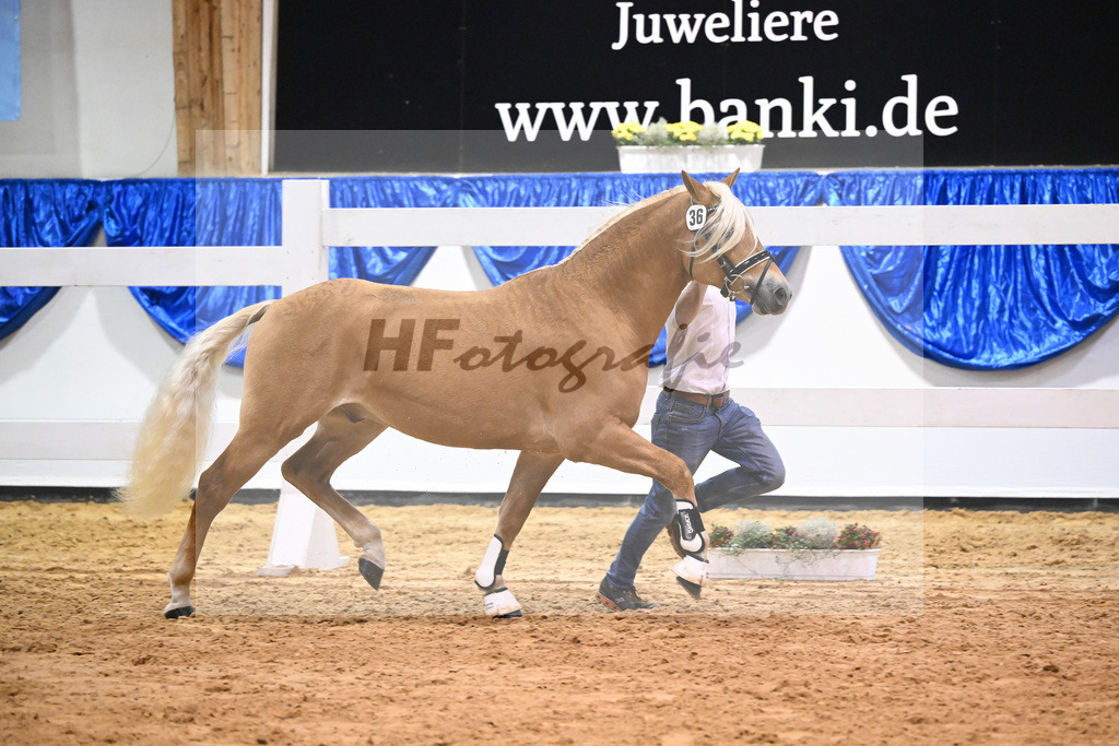 Kat-Nr. 36 nn v. Ansgar_Port_60220579 | hf-fotografie - Realisiert mit Pictrs.com