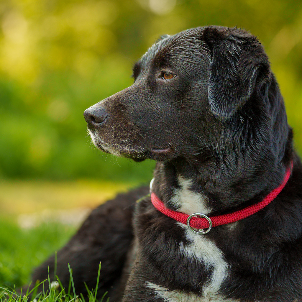 allesWIRTHgut Tierfotografie - 7IV00661 | Professionelle Tierfotografie in Mönchengladbach von Daniel Wirth (allesWIRTHgut). Liebevolle & natürliche Bilder von Hunden & Katzen für unvergessliche Erinnerungen.