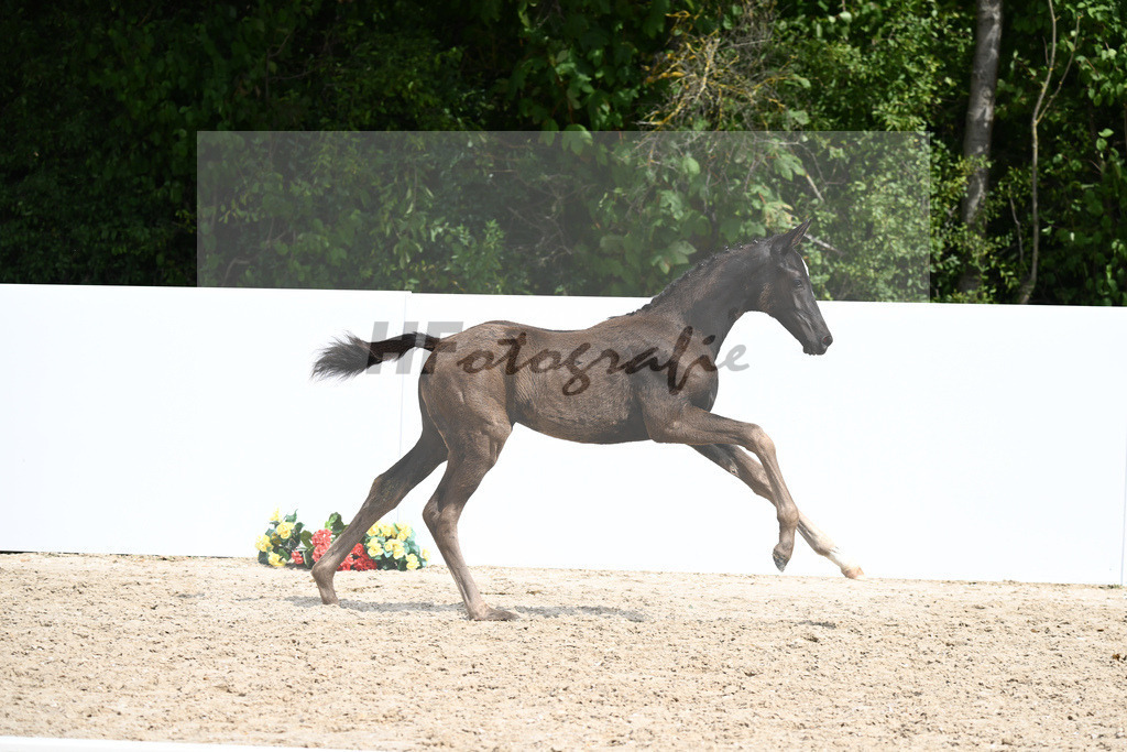 Kat-Nr. 22 SF Expectation PS_Gaab_24230685 | hf-fotografie - Realisiert mit Pictrs.com