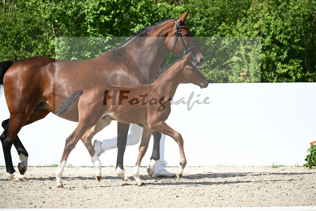 Diablue PS x Con Spirito R_HF_Saeufferer_16242039 | hf-fotografie - Realisiert mit Pictrs.com