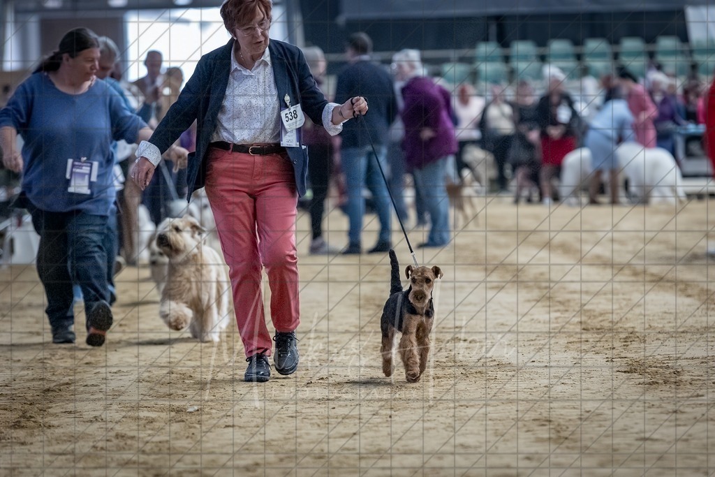DS - Bester Junghund_0054 | Markus Heber Photography