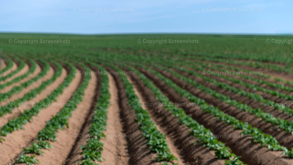 LED_H_Potato_Field4_Bokeh | screenshotz - Realisiert mit Pictrs.com