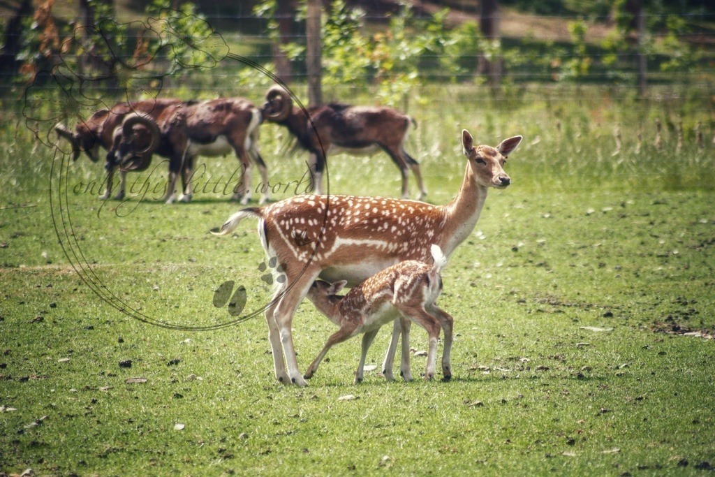 Säugendes Damwild  | only.this.little.world - Realisiert mit Pictrs.com