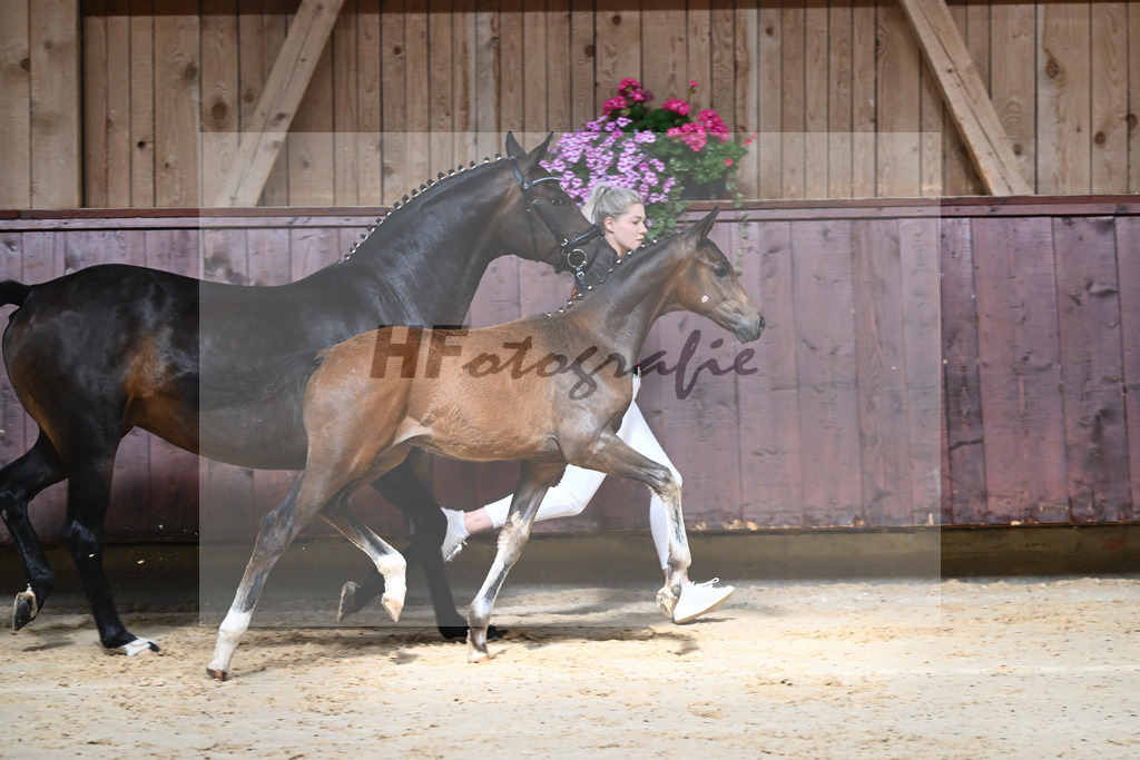 Kat-Nr. 3 HF Shu Fu_Sepp_26230032 | hf-fotografie - Realisiert mit Pictrs.com