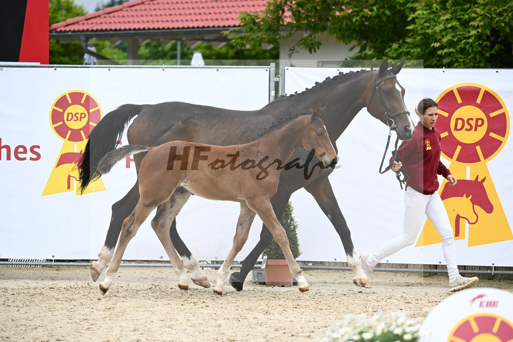 Quite Great x Condiro_HF_Locher_15243469 | hf-fotografie - Realisiert mit Pictrs.com