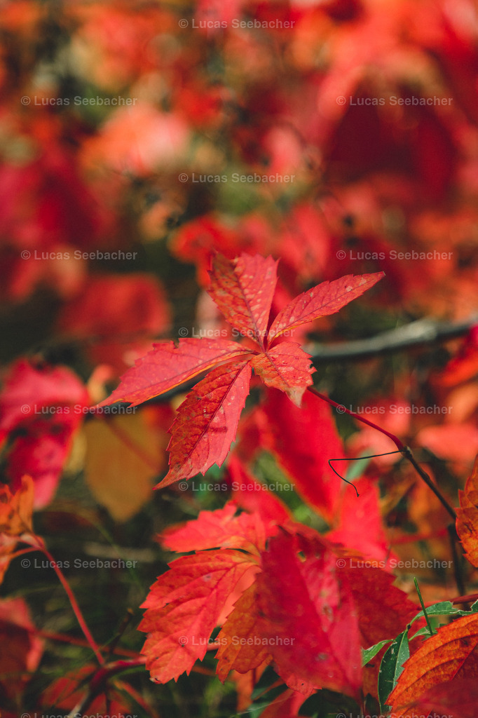 Herbstblätter 12 | Lucas Seebacher Fotografie - Realisiert mit Pictrs.com