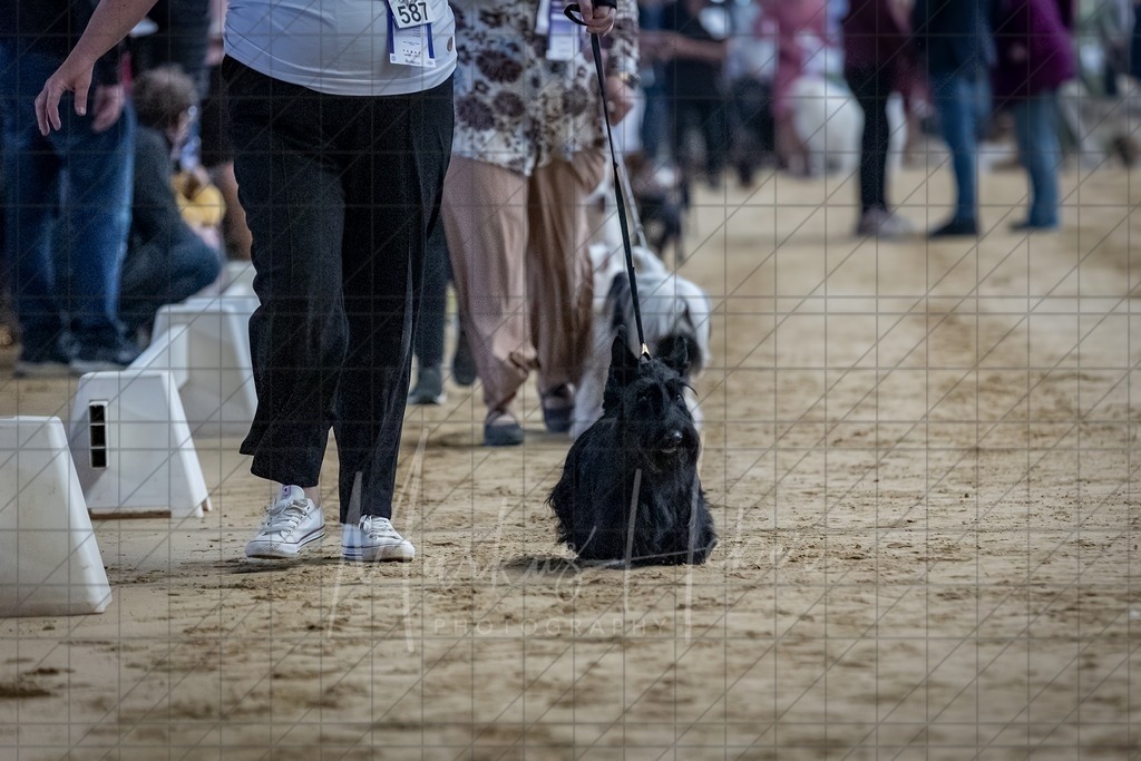 DS - Bester Junghund_0062 | Markus Heber Photography