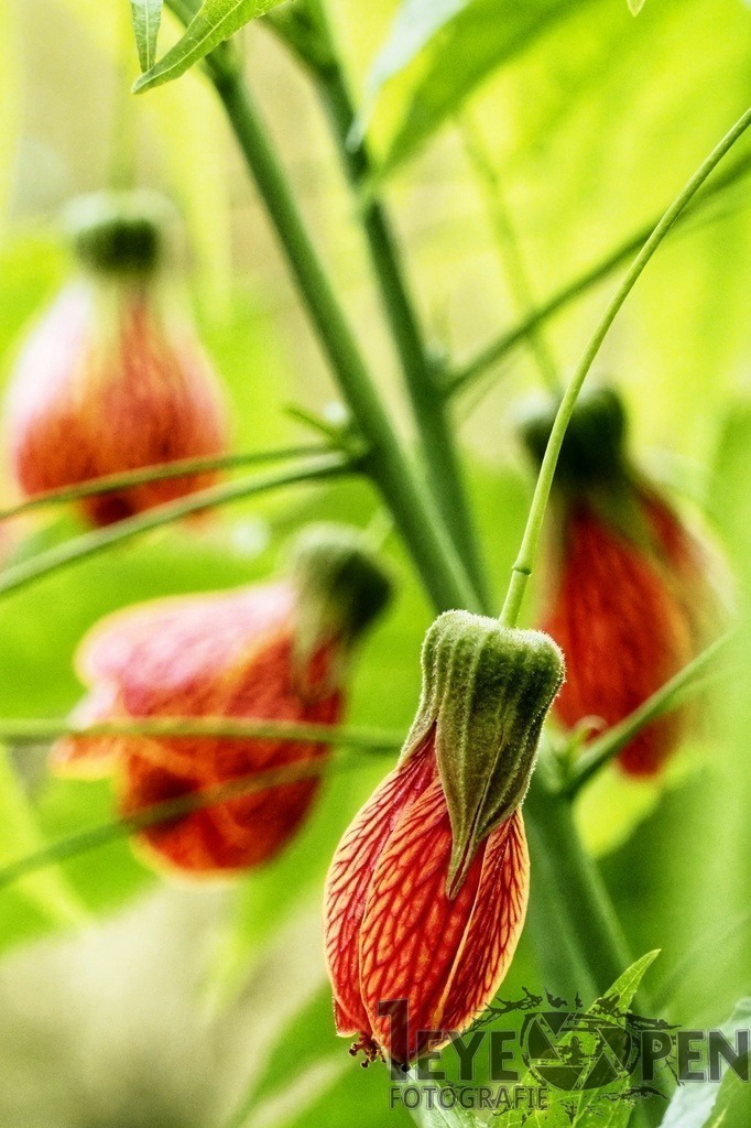 OI001842-01 | Ihre Online Galerie von Fotograf Martin Müllner 1-eyeopen.de, aus Mönchengladbach. Motive wie Produkte, Landschaften, Kunst, Augenblicke, Makro, Natur und Event Reportagen. Ich biete eine Bandbreite von Auftragsfotografien bis künstlerische Fotografie.