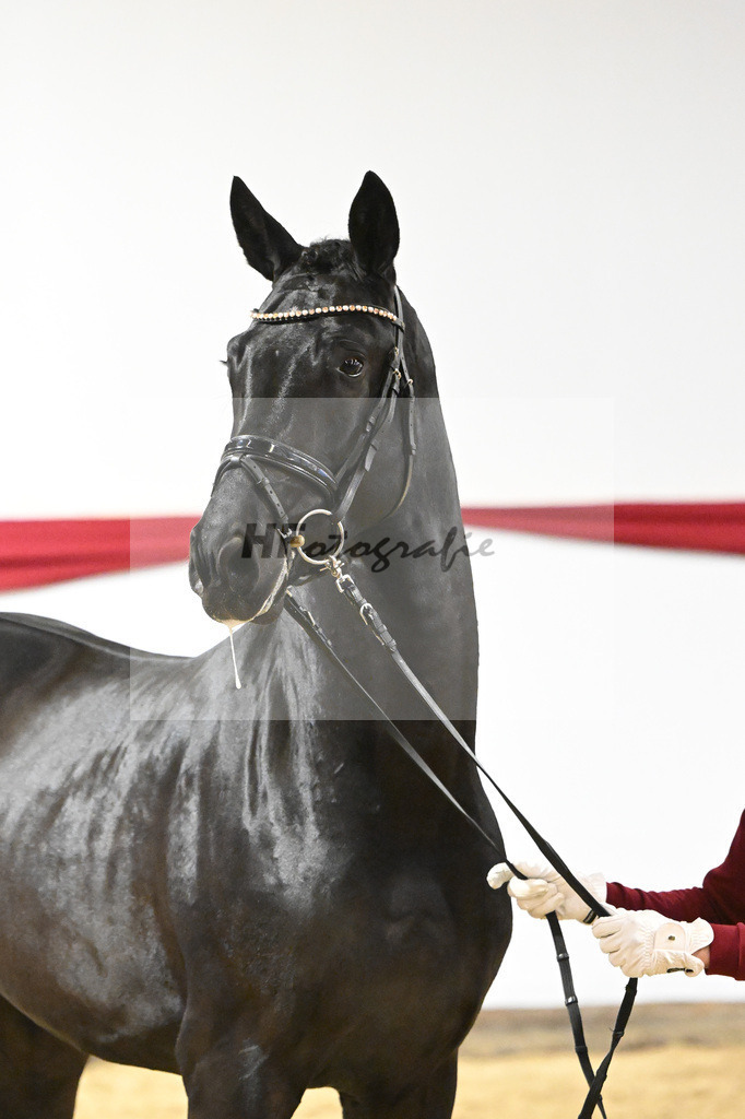Kat-Nr. 55 v. DSP Bohemian_Casper_63221513 | hf-fotografie - Realisiert mit Pictrs.com
