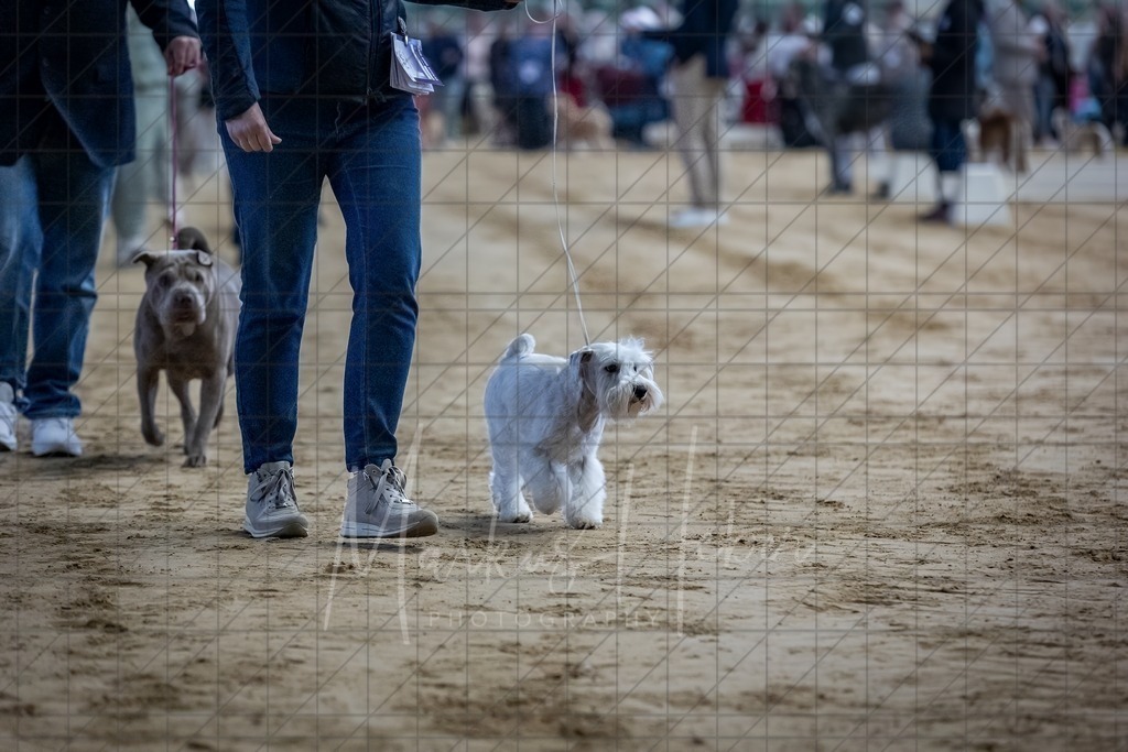 DS - Bester Junghund_0036 | Markus Heber Photography