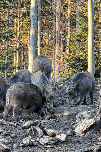 06012023Ho004 | Das Wildschwein (Sus scrofa) - Im Rudel laesst es sich leben
Wildschweine sind Allesfresser und sehr anpassungsfaehig. Das Fell des Wildschweins ist im Winter dunkelgrau bis braun-schwarz mit langen borstigen Deckhaaren und kurzen feinen Wollhaaren. Im Fruehjahr verliert das Wildschwein das lange, dichte Winterfell und hat ein kurzes, wollhaarfreies Sommerfell mit hell gefaerbten Haarspitzen. Der Fellwechsel findet in einem Zeitraum von etwa drei Monaten statt. 

Deutschland, Neuschönau, NP Bayerwald, 06.01.2023