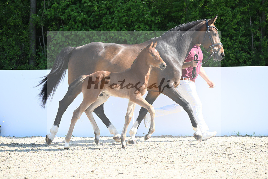 Kat-Nr. 94 HF Conthargos_Gruber_18232614 | hf-fotografie - Realisiert mit Pictrs.com