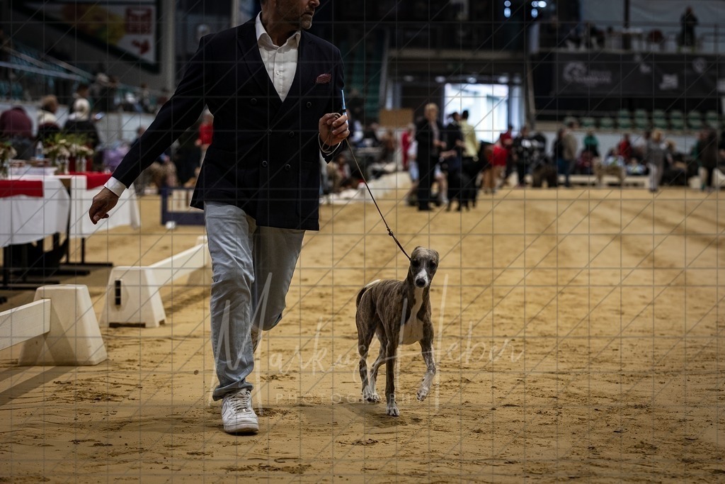 DS - Bester Junghund_0122 | Markus Heber Photography