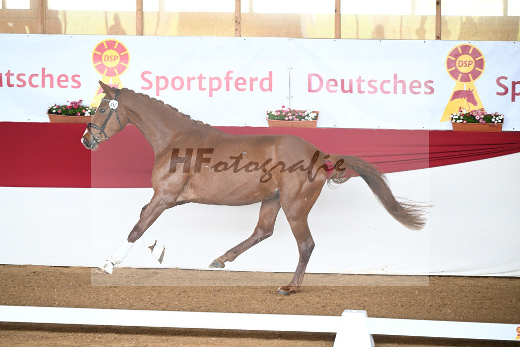 Kat-Nr. 17 Valentina v. Viva Gold_Haase_9240386 | hf-fotografie - Realisiert mit Pictrs.com