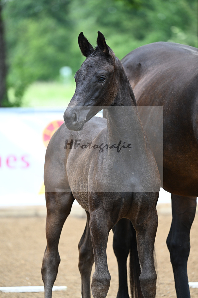 Feliciano x Florestano_SF_Mayr_18240218 | hf-fotografie - Realisiert mit Pictrs.com