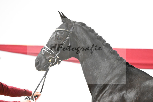 Kat-Nr. 13 v. Zackerey_Blue Hors_63220290 | hf-fotografie - Realizzato con Pictrs.com