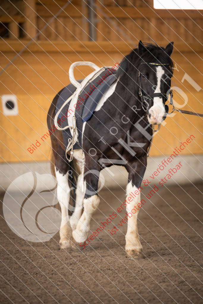 IMG_2803 | Hier findest Du viele Augenblicke aus den Bereichen der Turnier-, Sport- & Tierfotografie. Bilder mit deinem Liebling, Portrait-, Bewerbungs-, Businessbilder können ebenfalls schnell und einfach erstellt werden.