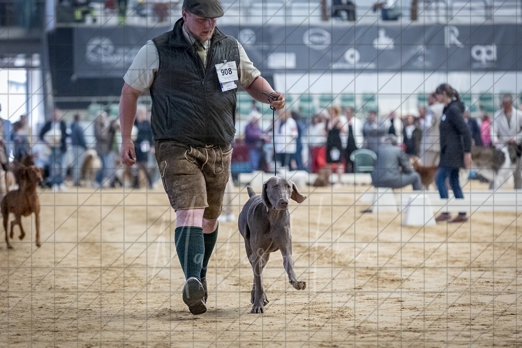 DS - Bester Junghund_0138 | Markus Heber Photography