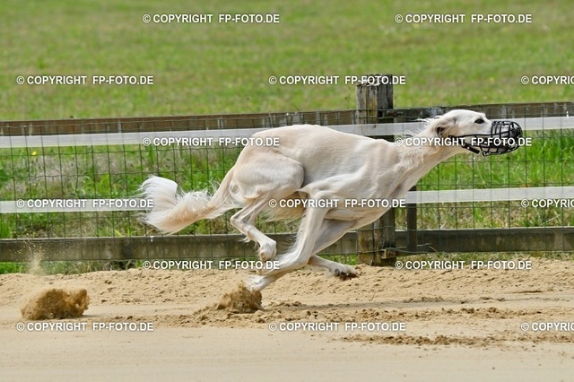 DOG_0919.t | FP-Foto.de - Realisiert mit Pictrs.com