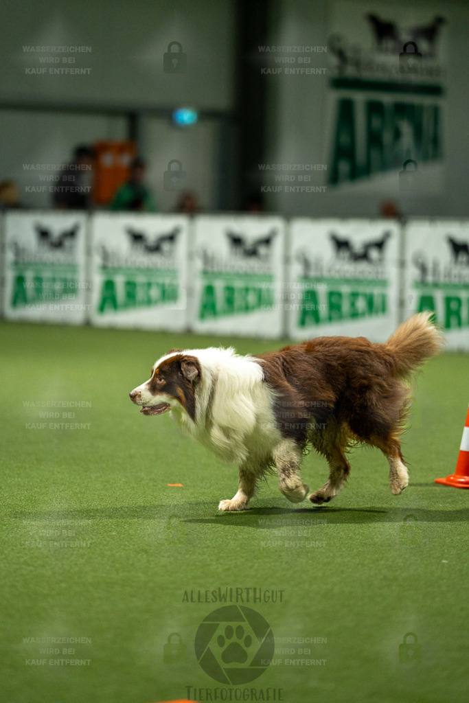 7IV04181 | Professionelle Tierfotografie in Mönchengladbach von Daniel Wirth (allesWIRTHgut). Liebevolle & natürliche Bilder von Hunden & Katzen für unvergessliche Erinnerungen.