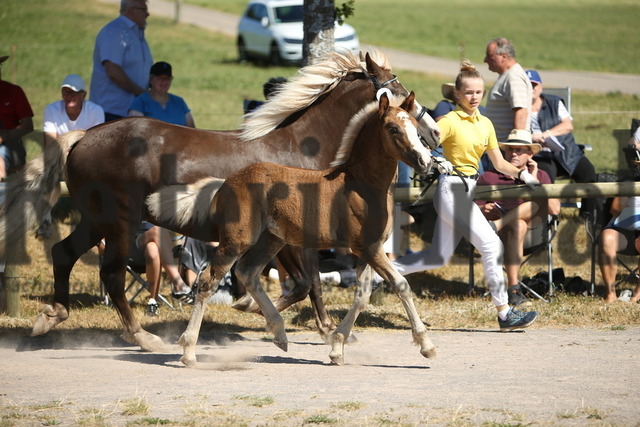 Fohlenschau_St.Märgen_2022_KN_19 (5) | Alle Fotos der Reiterjournal Fotografin Doris Matthaes im Reiterjournal Online-Fotoshop. - Realisiert mit Pictrs.com