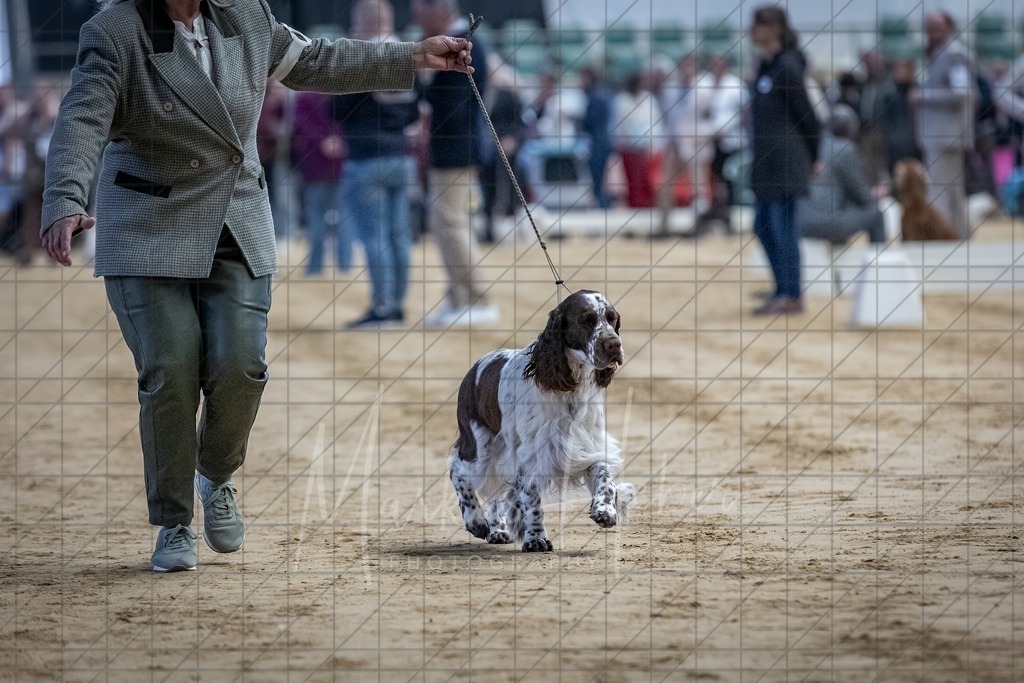 DS - Bester Junghund_0169 | Markus Heber Photography