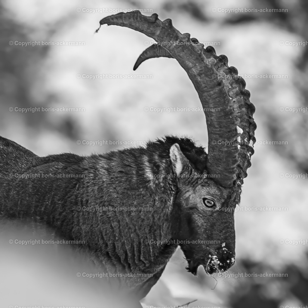 2023120501 | Photography, Fotografie, Sportfotografie, Wildlife, Saas-Fee, Nature, Tierfotografie, Wallis, Naturfotograf, Karpathos, Windsurfen, Surffotografie, Sportsphotography, Marmot, Capra, Ibex, Mountainibex, Schweiz, Italien, Griechenland, Urlaub, Bartgeier