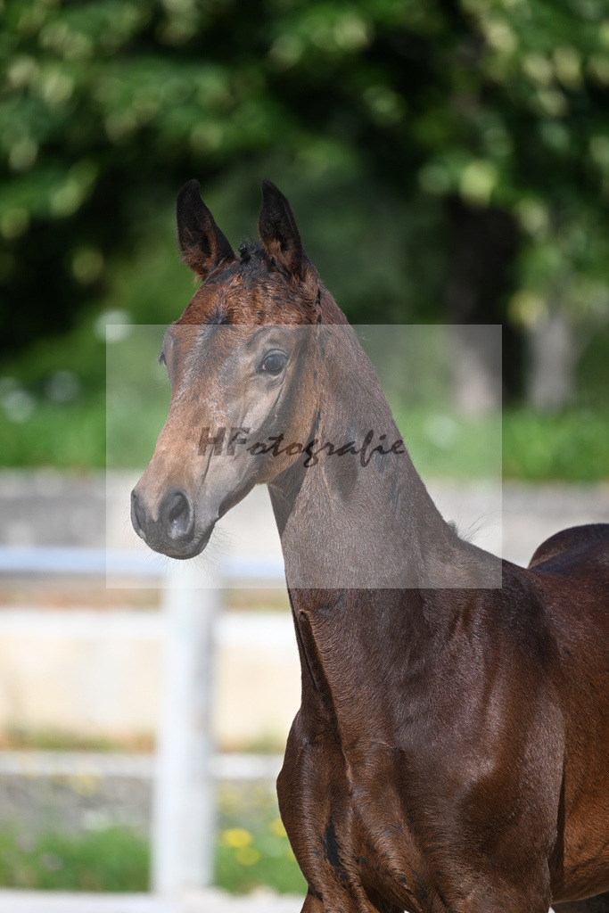 Kat-Nr. 1 HF Dourkhan Hero Z_Ederle_24230166 | hf-fotografie - Realisiert mit Pictrs.com