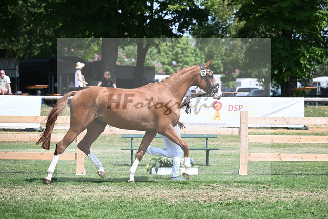 Kat-Nr. 12 L Alouette_Haarmann_21230244 | hf-fotografie - Realizzato con Pictrs.com