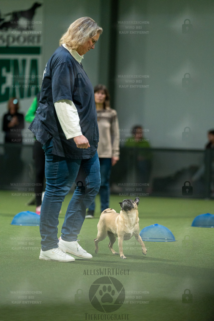 7IV06678 | Professionelle Tierfotografie in Mönchengladbach von Daniel Wirth (allesWIRTHgut). Liebevolle & natürliche Bilder von Hunden & Katzen für unvergessliche Erinnerungen.