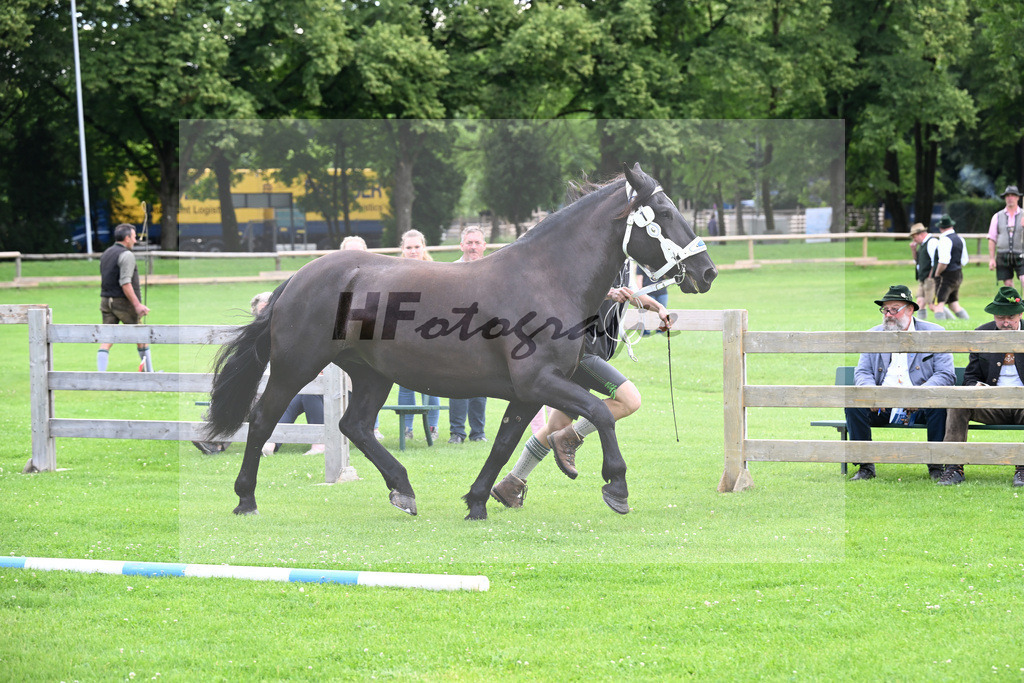 Kat-Nr. 1 Zilly v. Vale_Reitschuh u Hoferer_22240015 | hf-fotografie - Realisiert mit Pictrs.com
