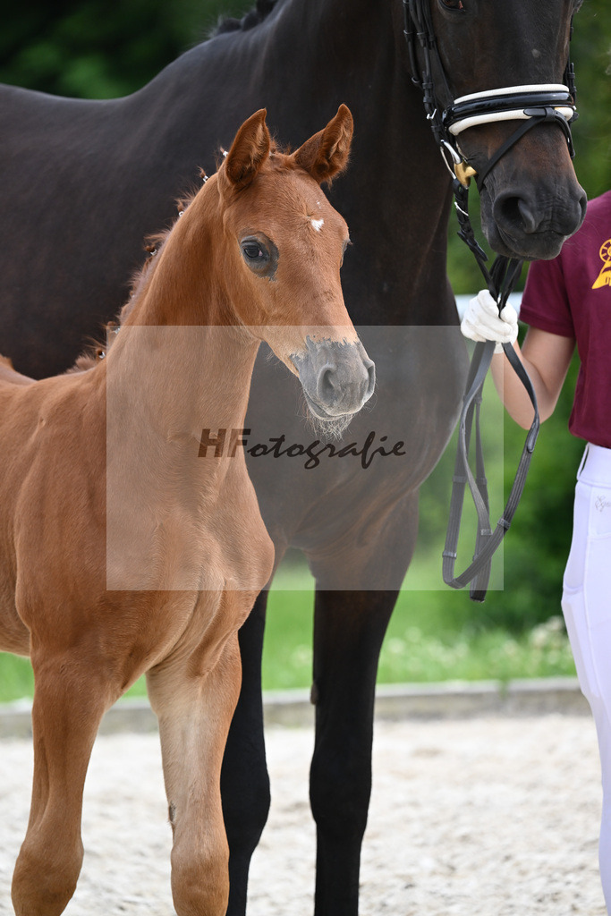 Consantos x Concetto_SF_Lang-Wengert_20241093 | hf-fotografie - Realisiert mit Pictrs.com