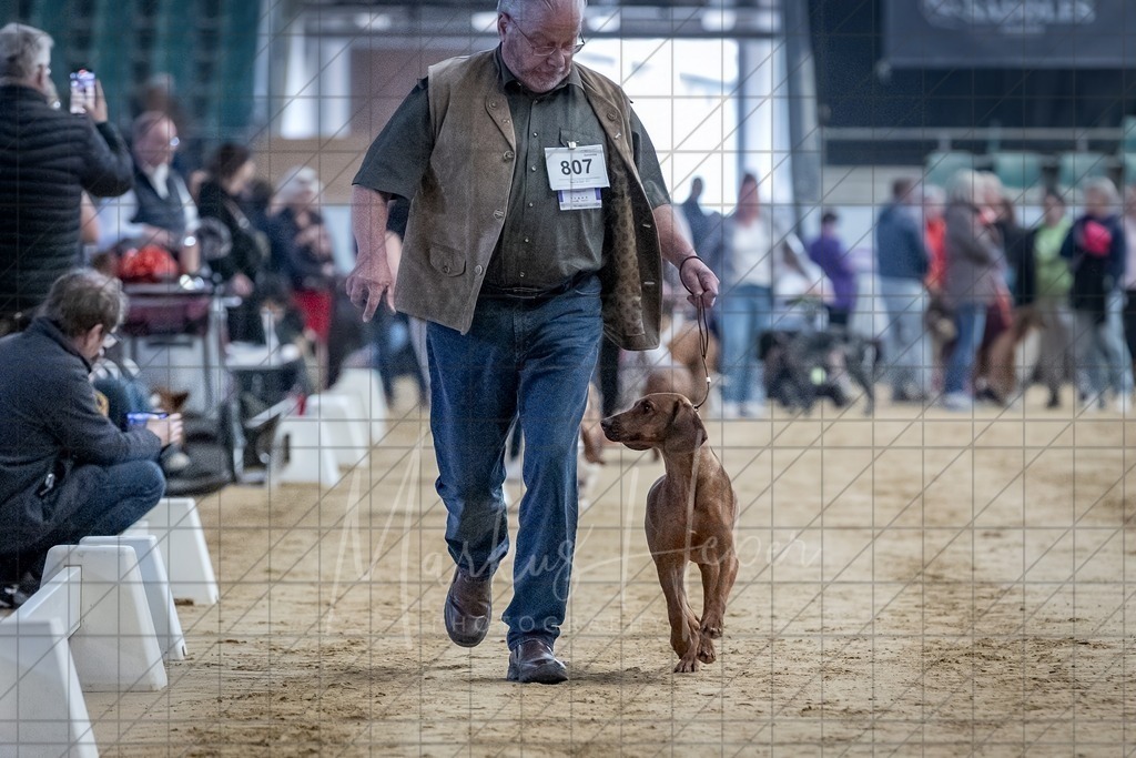DS - Bester Junghund_0116 | Markus Heber Photography