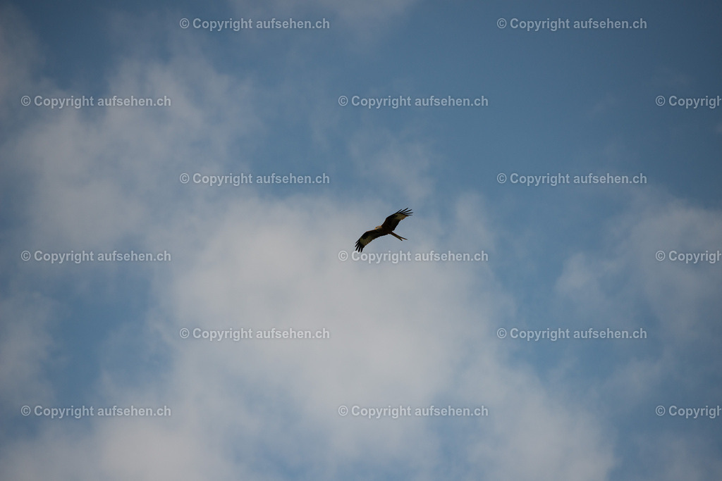 20140529_095223_GGC_1254 | Der Rotmilan ist nach Bartgeier und Steinadler der drittgrösste einheimische Greifvogel. Die Vögel können stundenlang auf ihren schmalen, langen Flügeln kreisen und steuern dabei unablässig mit dem langen Gabelschwanz. Zur Balzzeit vollführen die Paare richtige Kunstflüge und äussern häufig ein wieherndes Trillern. Der Rotmilan hat sich bei uns in den letzten Jahrzehnten deutlich ausbreiten können. Der Schweizer Brutbestand ist zunehmend von internationaler Bedeutung, denn in vielen Regionen Europas sind die Vorkommen rückläufig. http://www.vogelwarte.ch/rotmilan.html#birdSearch - Realisiert mit Pictrs.com