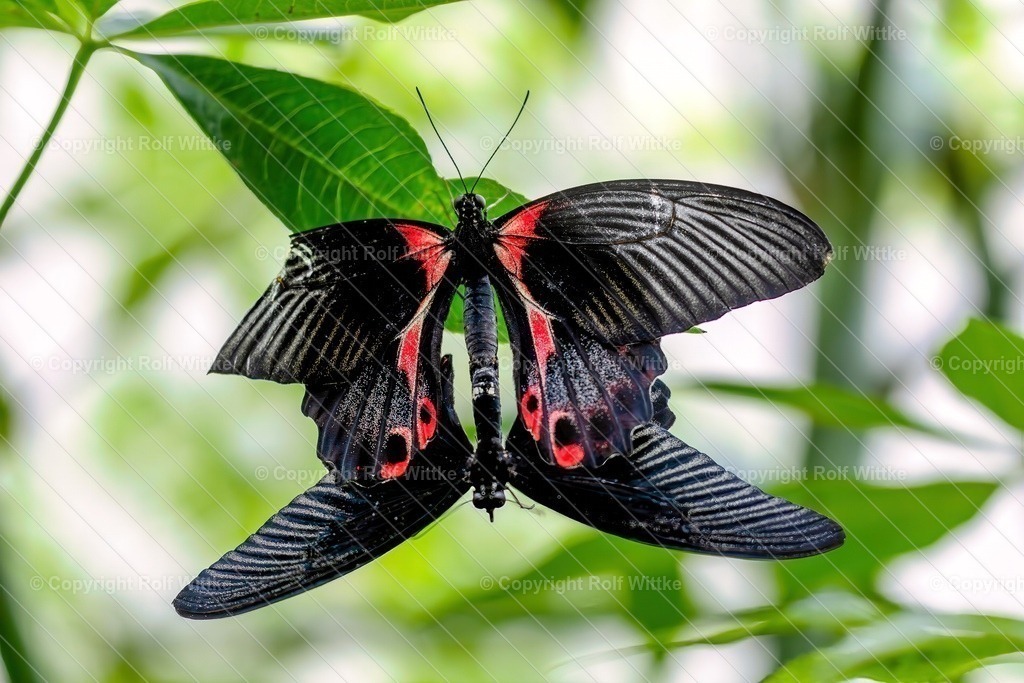 Falter2.3 | Rolf Wittke  - Realisiert mit Pictrs.com