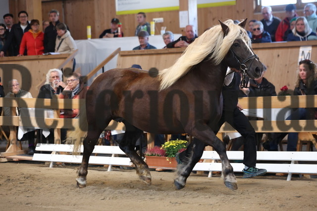 Sankt-Märgen_2023_Verbandsstutenschau_KN_53-LS Roxana (8) | Alle Fotos der Reiterjournal Fotografin Doris Matthaes im Reiterjournal Online-Fotoshop. - Realisiert mit Pictrs.com