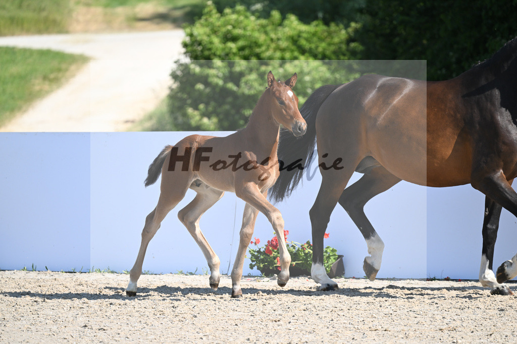 Kat-Nr. 94 HF Conthargos_Gruber_18232602 | hf-fotografie - Realisiert mit Pictrs.com