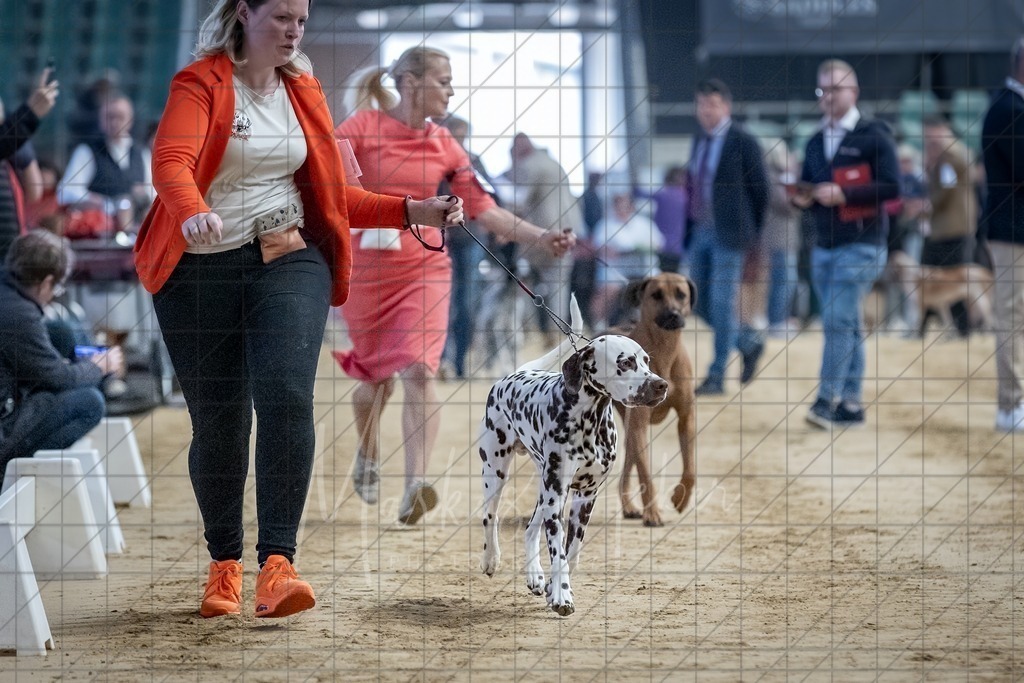 DS - Bester Junghund_0123 | Markus Heber Photography