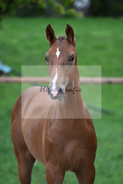 Kat-Nr. 6 HF Erdinger_Scherer_25230055 | hf-fotografie - Realizzato con Pictrs.com