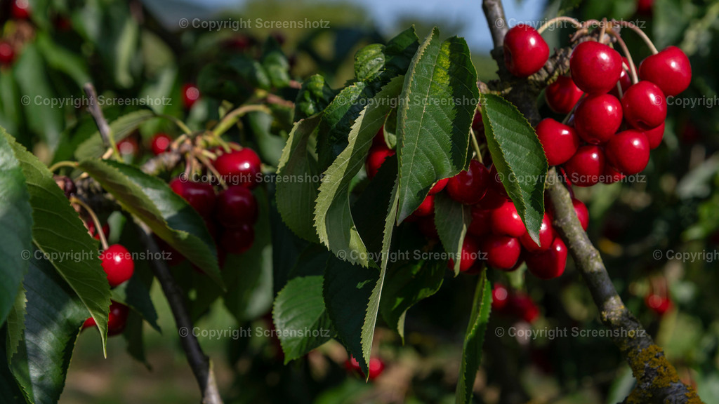 LED_S_H_Cherries3 | screenshotz - Realisiert mit Pictrs.com