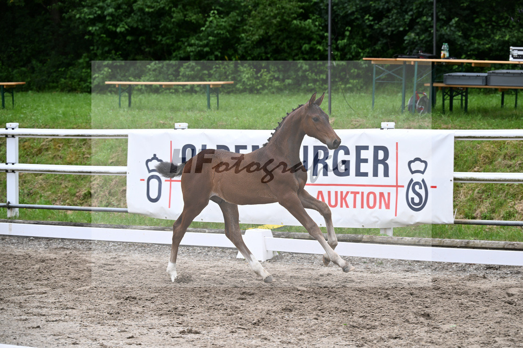 Kat-Nr. 306 Cornets Balou x Stakkato_Kleon_24240650 | hf-fotografie - Realisiert mit Pictrs.com