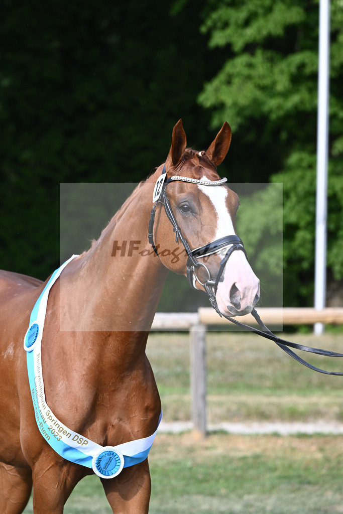 Kat-Nr. 12 L Alouette_Haarmann_21231497 | hf-fotografie - Realisiert mit Pictrs.com