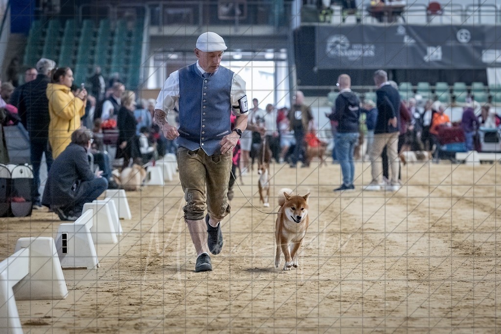 DS - Bester Junghund_0101 | Markus Heber Photography