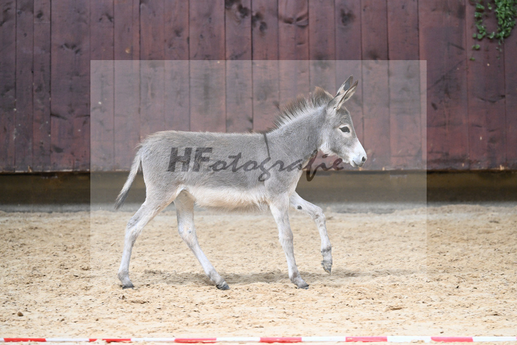 Kat-Nr. 1 Eselfohlen_Schindele_26230495 | hf-fotografie - Realisiert mit Pictrs.com