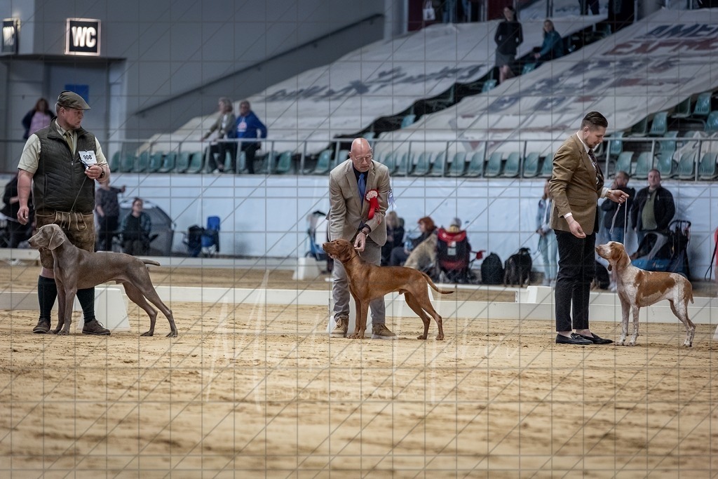 DS - Bester Junghund_0159 | Markus Heber Photography