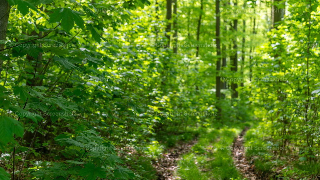 LED_H_Spring_Forest8_Bokeh | screenshotz - Realisiert mit Pictrs.com