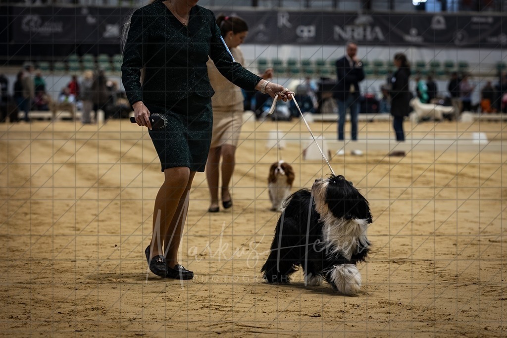 DS - Bester Junghund_0120 | Markus Heber Photography