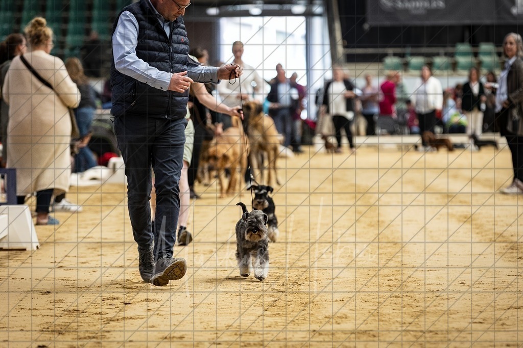DS - Bester Junghund_0001 | Markus Heber Photography