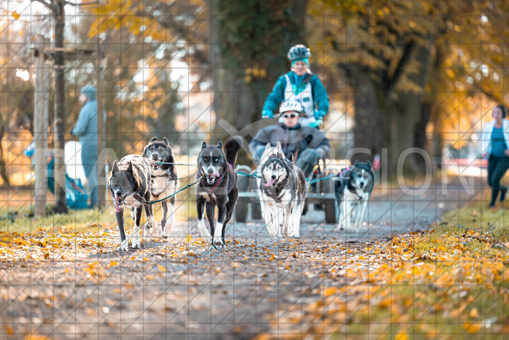 D-9828 | Entdecken Sie unsere beeindruckenden Bilder von Hunderennen! Wir sind ein engagiertes Team, das aktiv an Rennen teilnimmt und die schönsten Momente festhält. Besuchen Sie unsere Galerie für hochwertige Downloads und teilen Sie die Begeisterung für den Hun