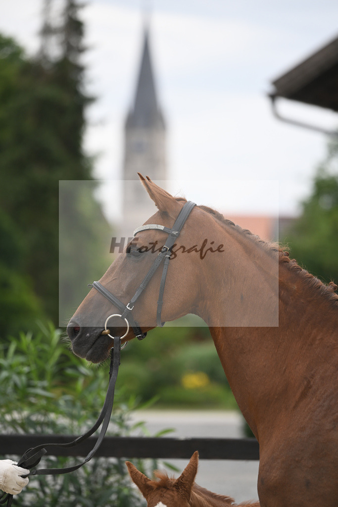 Kat-Nr. 6 HF nn_Lang_23230378 | hf-fotografie - Realisiert mit Pictrs.com